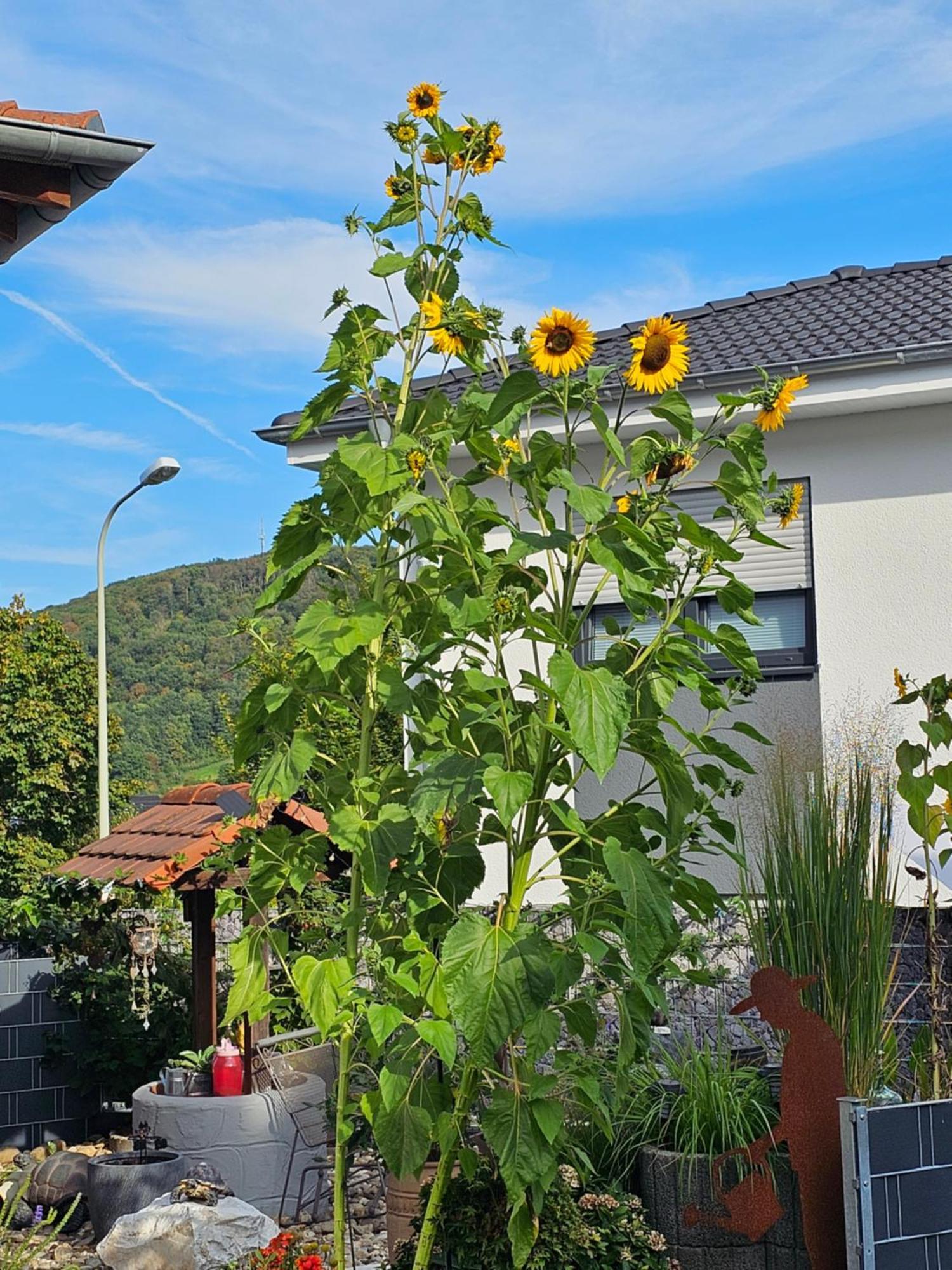 Ferienwohnung Otschik Glan-Munchweiler المظهر الخارجي الصورة